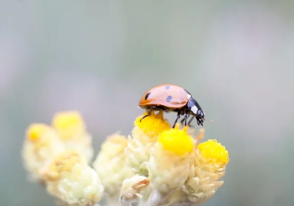 Mariquita macro — Foto de Stock