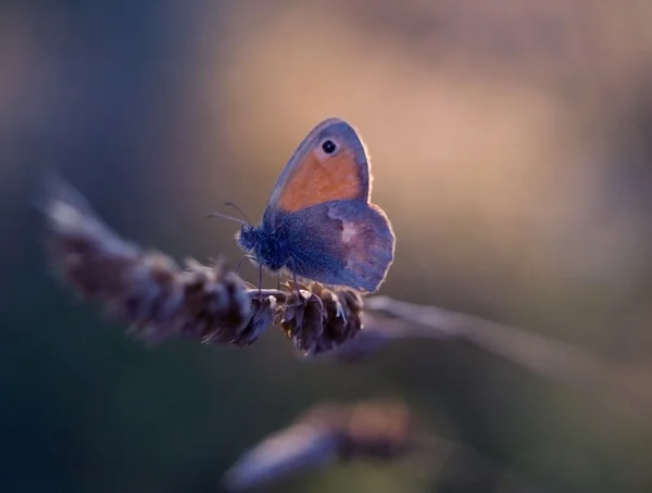 Schmetterling ruht sich auf Pflanze aus — Stockfoto