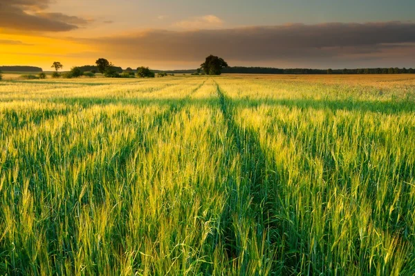 Закат над зерновым полем — стоковое фото
