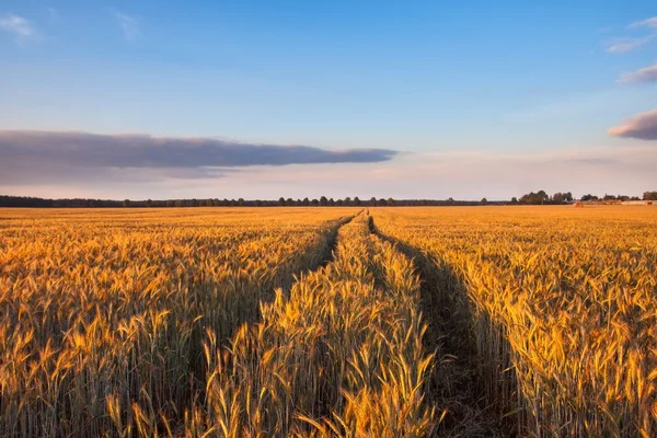 Puesta de sol sobre campo de grano — Foto de Stock