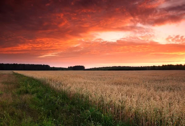 Zonsondergang boven graanveld — Stockfoto