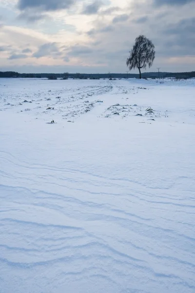 Paisagem de campo de inverno ao pôr do sol — Fotografia de Stock