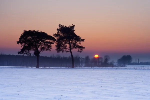 Winter field landscape at sunset