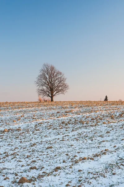 Winter veld landschap bij zonsondergang — Stockfoto