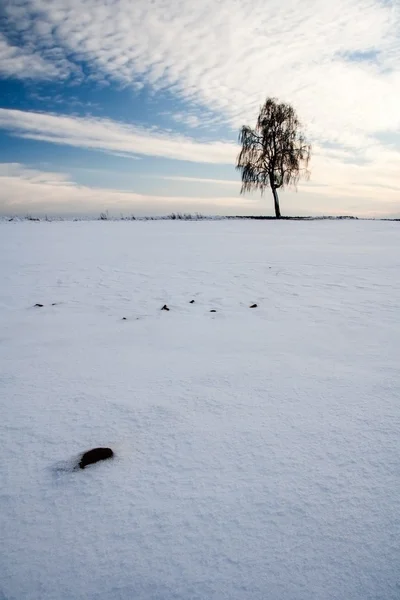 Winter veld landschap bij zonsondergang — Stockfoto