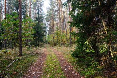 Ormanda yol