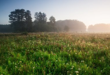 Sisli çayır gündoğumu