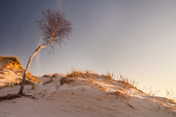 Dünen bei Sonnenaufgang Landschaft — Stockfoto