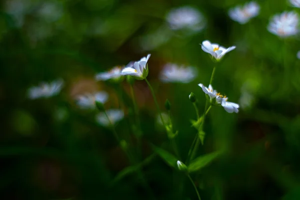 White wild flowers - chickweed — Stock Photo, Image