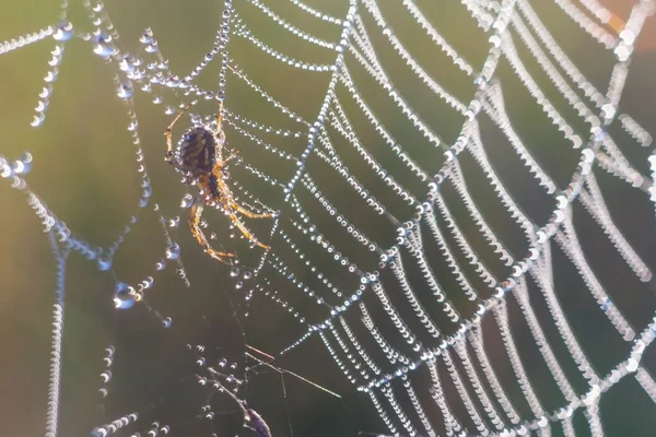 Web 上的蜘蛛 — 图库照片