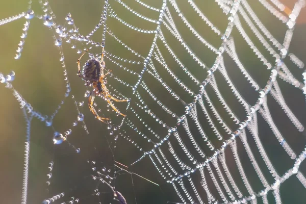 Spinne im Netz — Stockfoto