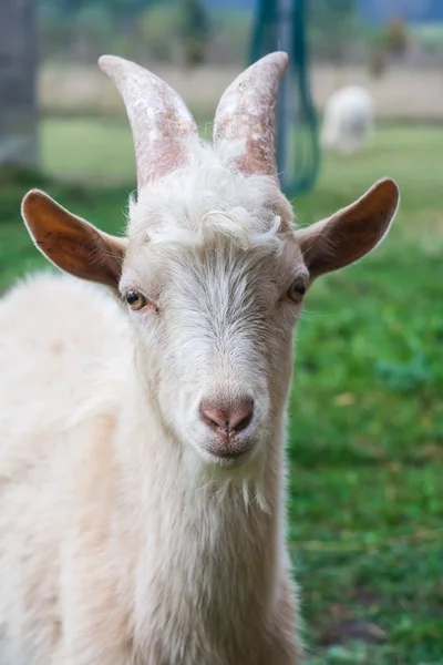 Goat portrait — Stock Photo, Image