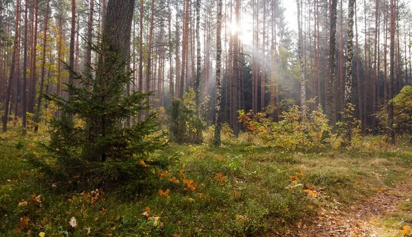 Шлях у ліс — стокове фото