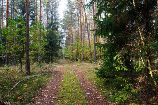 Caminho na floresta — Fotografia de Stock