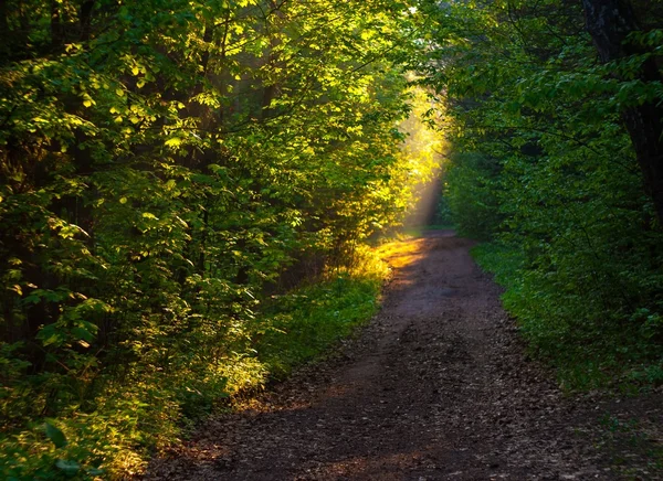 Path in forest — Stock Photo, Image