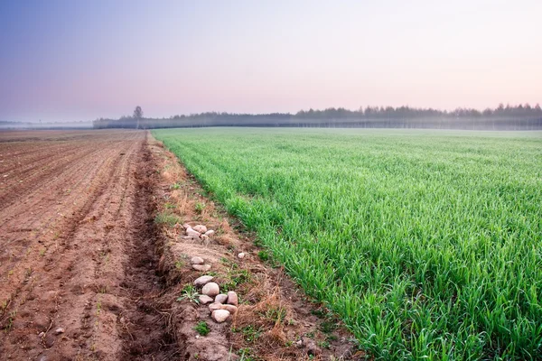 Groene jonge veld — Stockfoto