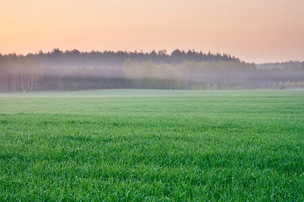 Green young field — Stock Photo, Image