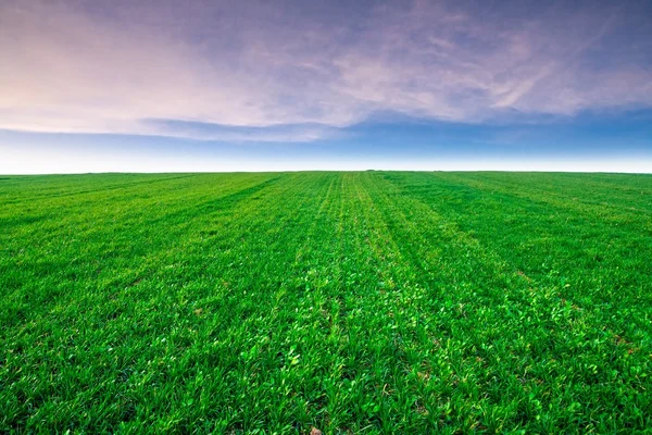 Green young field — Stock Photo, Image