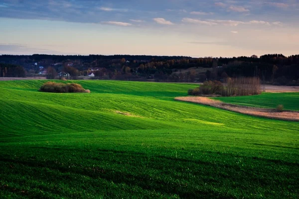 Junges grünes Feld — Stockfoto