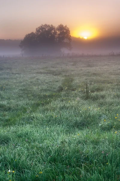 Niebla prado amanecer — Foto de Stock