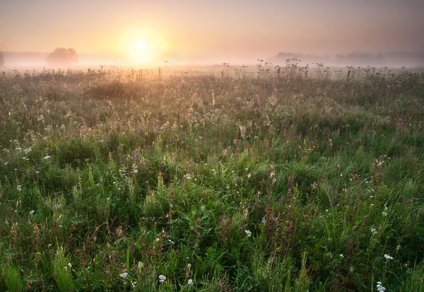 Niebla prado amanecer — Foto de Stock