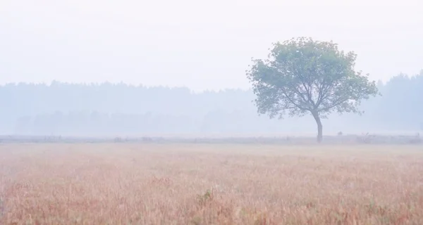 Niebla prado amanecer —  Fotos de Stock