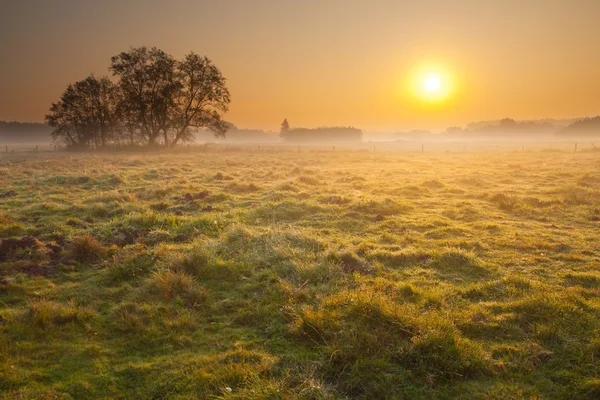 Nevoeiro prado nascer do sol — Fotografia de Stock