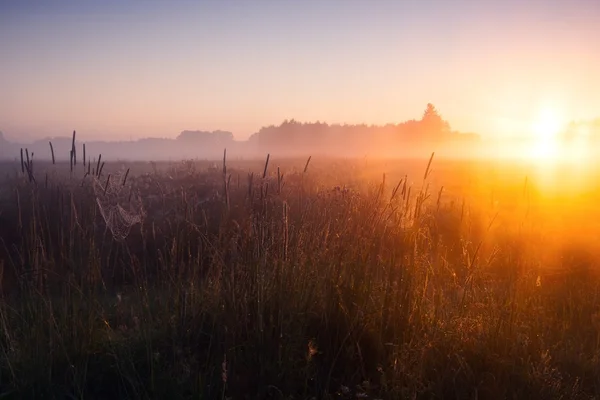 Foggy meadow sunrise — Stock Photo, Image