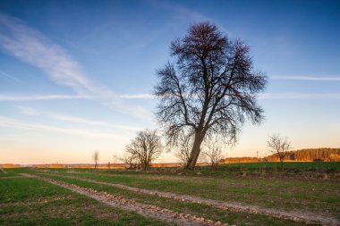 Genç alan solmuş ağaçta