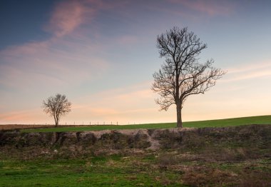 Genç alan solmuş ağaçta