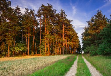 Sandy road forest yakınındaki