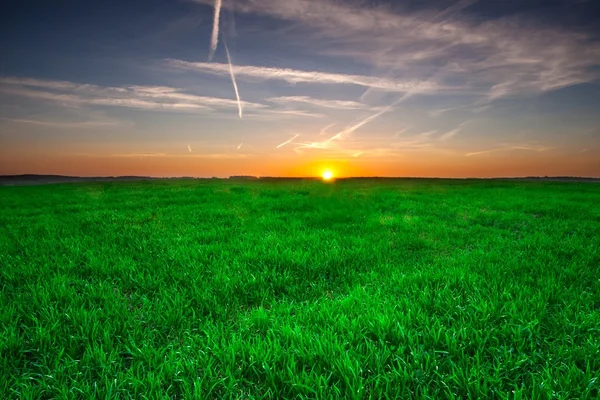 Young cereal field sunset — Stock Photo, Image