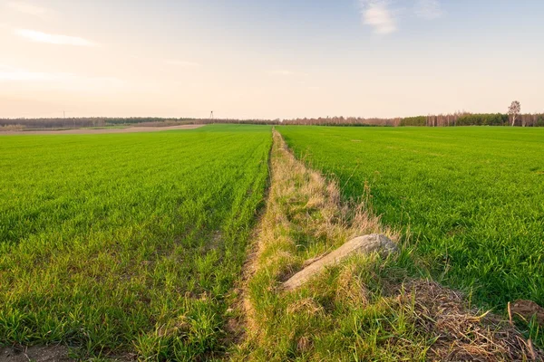 Campo de cereales joven puesta de sol — Foto de Stock