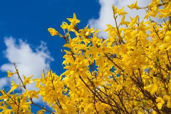 Forsythia florescente — Fotografia de Stock
