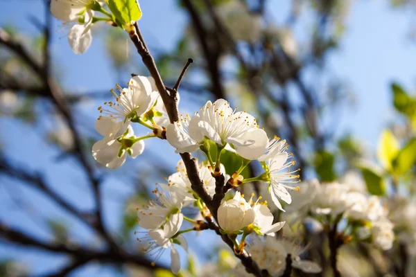 Manzanas en flor — Foto de Stock