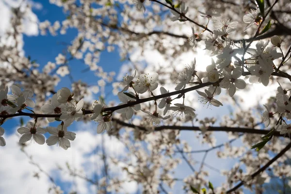 Kirschblüten — Stockfoto