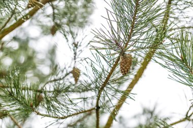 Koni çam ağacı dalı