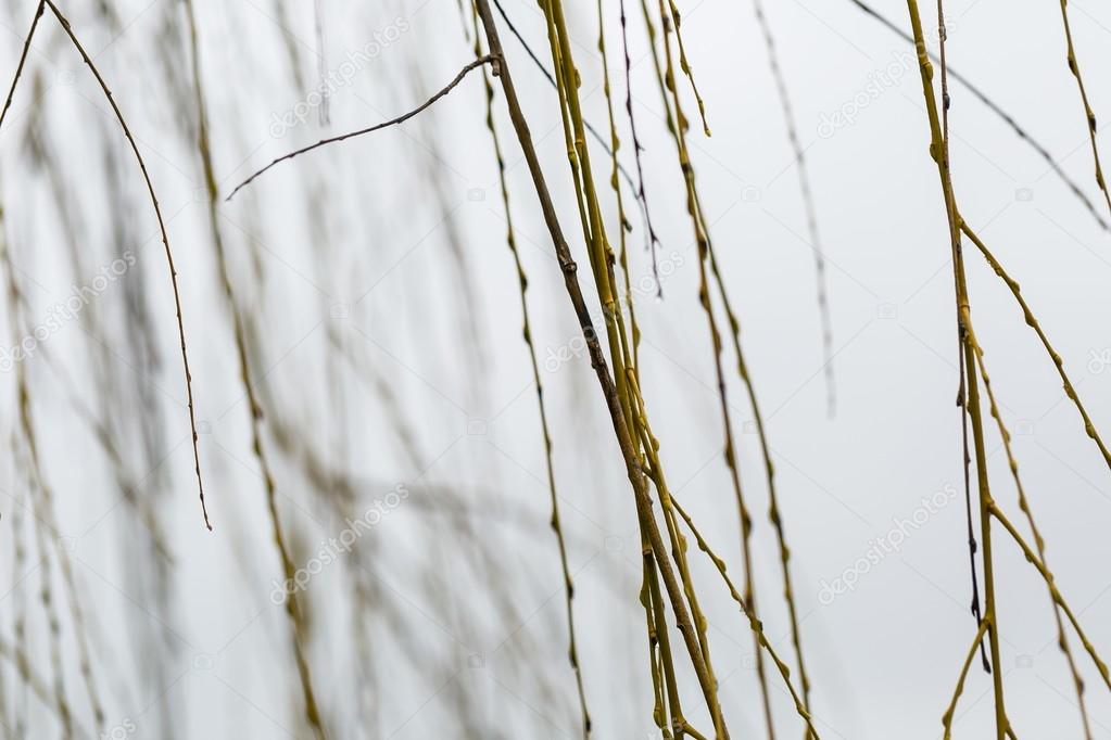 Withered willow branches