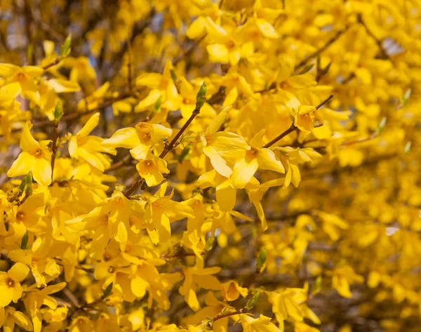 Forsythia florescente — Fotografia de Stock