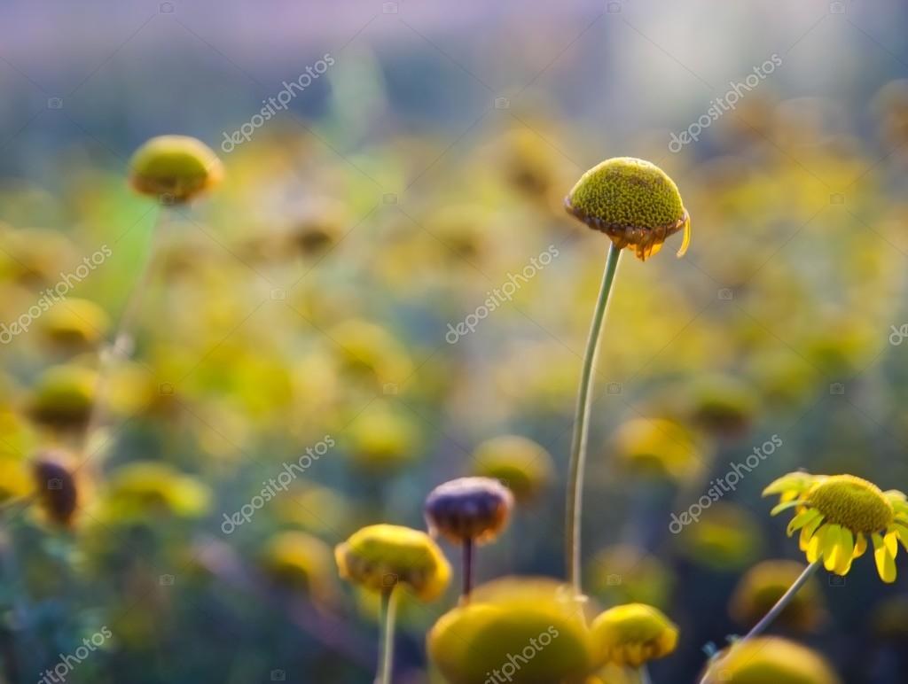 Flowers without petals Stock Photo by ©Milosz_ 67592427