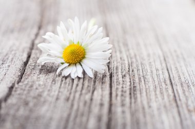 Beyaz papatya eski ahşap tablo