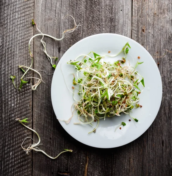 Radish sprouts — Stock Photo, Image