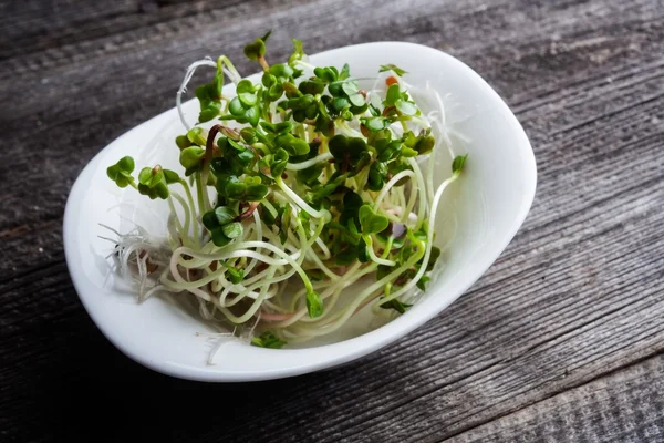 Radish sprouts — Stock Photo, Image