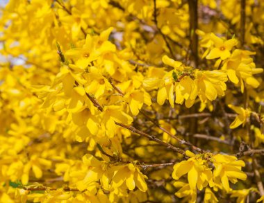 çiçek açan hor çiçeği