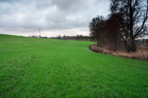 Młode zboże pole zachód słońca — Zdjęcie stockowe