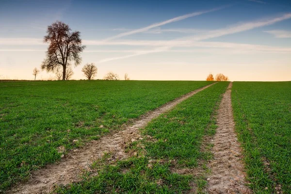 Pôr-do-sol jovem campo de cereais — Fotografia de Stock