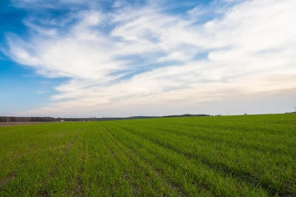 Jonge granen veld zonsondergang — Stockfoto