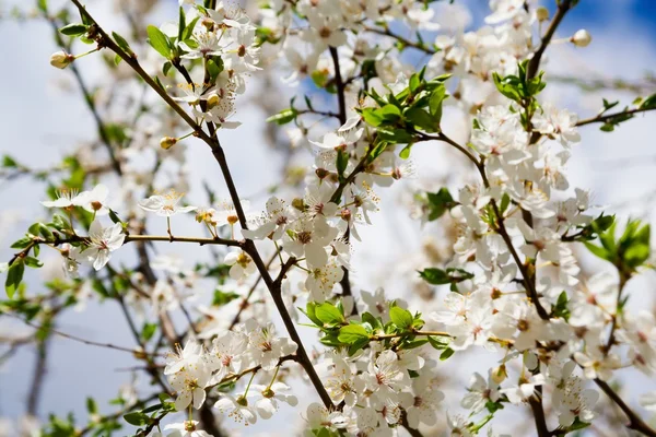 Kirschblüten — Stockfoto