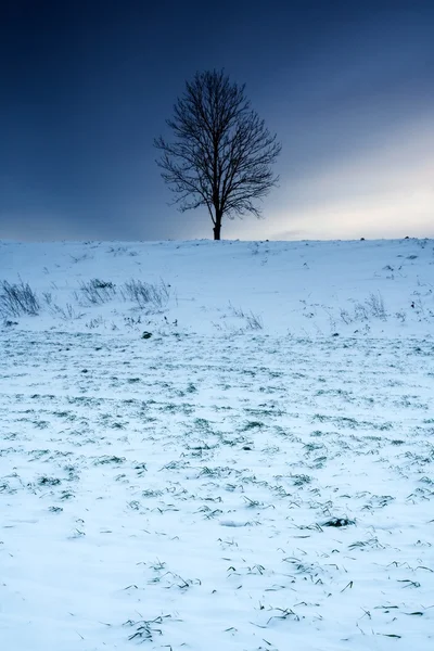 Pôr-do-sol campo inverno — Fotografia de Stock