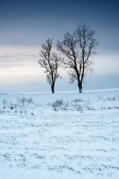 Campo de invierno puesta de sol —  Fotos de Stock